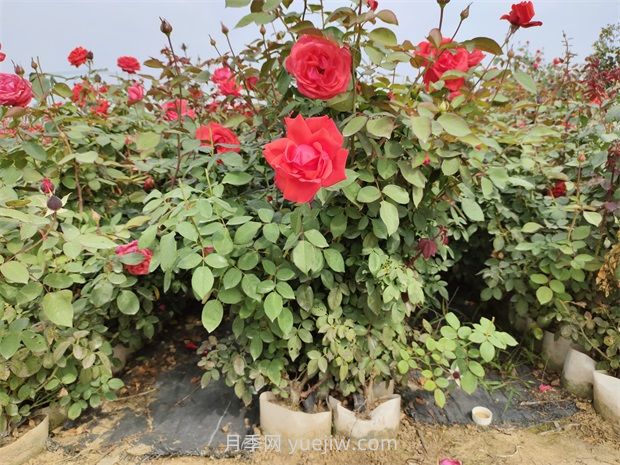 大花月季花可以嫁接培育嗎？(圖1)