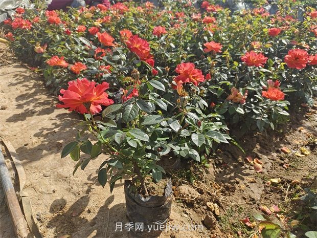 月季花怎么養(yǎng)護(hù)？(圖1)