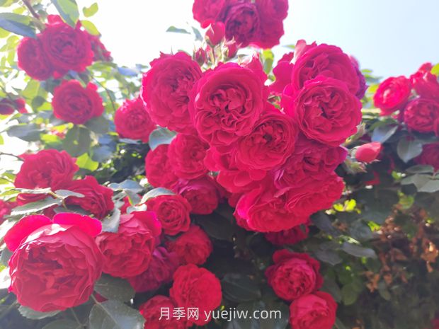 藤本月季哪些品種好養(yǎng)？(圖4)