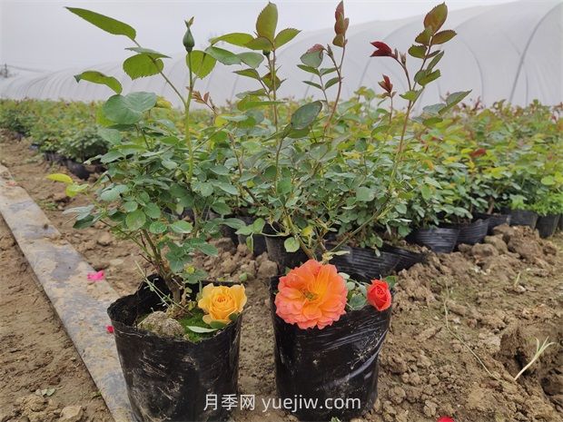 月季花怎么繁殖？(圖1)