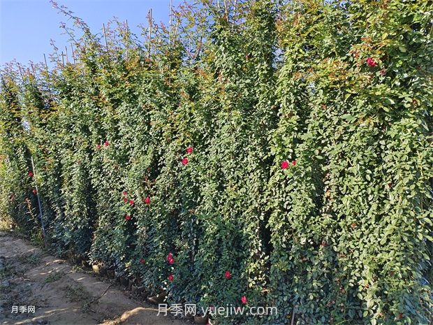 薔薇和藤本月季哪個(gè)比較好養(yǎng)？(圖1)