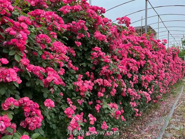 爬藤月季什么季節(jié)開(kāi)花？(圖2)