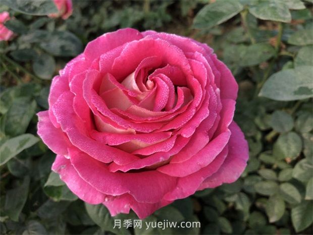 月季花和玫瑰花有什么區(qū)別？(圖1)