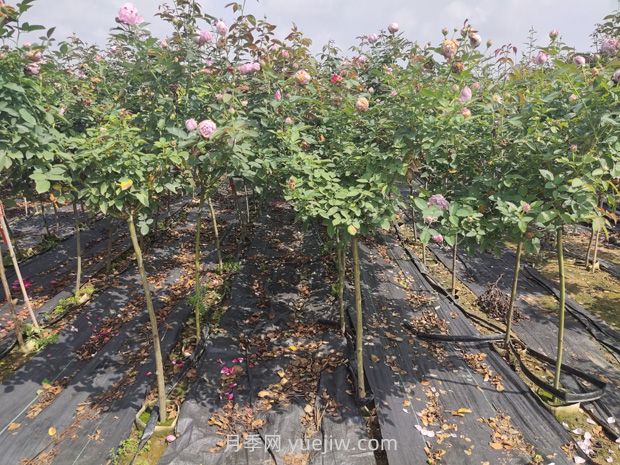 月季花花期是什么時(shí)候？(圖2)