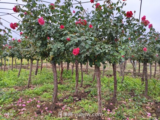 月季花什么時(shí)候移栽比較好？(圖2)