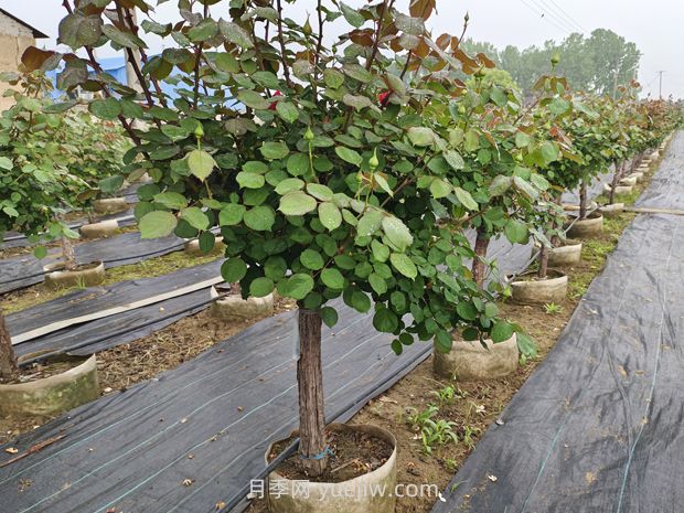 月季花什么時(shí)候移栽比較好？(圖3)