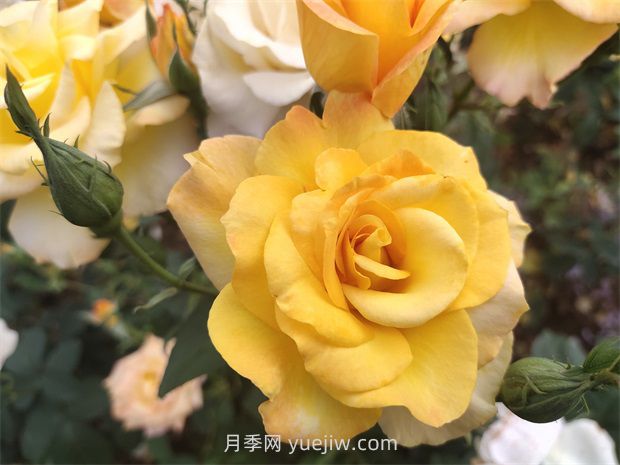 月季花好養(yǎng)嗎？(圖1)
