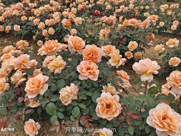 月季花好養(yǎng)嗎？(圖2)