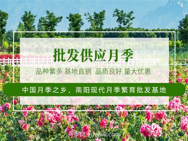 月季之鄉(xiāng)是哪個城市？南陽月季之鄉(xiāng)(圖3)