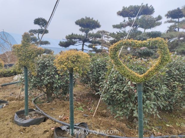 綠化苗木種植怎樣養(yǎng)護(hù)？(圖1)