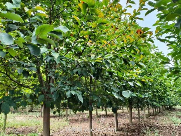 果樹苗種植與養(yǎng)護(圖1)
