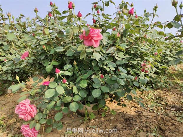 應對高溫種月季，夏天苗木種植如何提高成活率？(圖2)