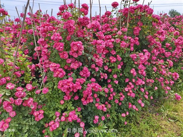 應對高溫種月季，夏天苗木種植如何提高成活率？(圖3)
