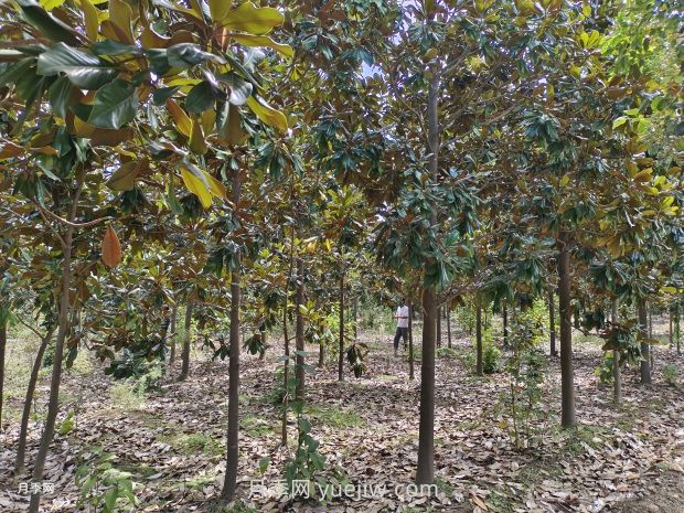 廣玉蘭樹苗種植方法，怎么澆水和養(yǎng)護(hù)技巧(圖1)