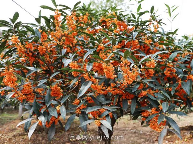 桂花樹為什么不開花？如何解決(圖1)