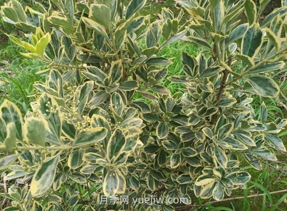金邊黃楊的種植方法和幾個注意點(圖1)