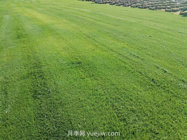草皮種植適合什么地方？(圖1)