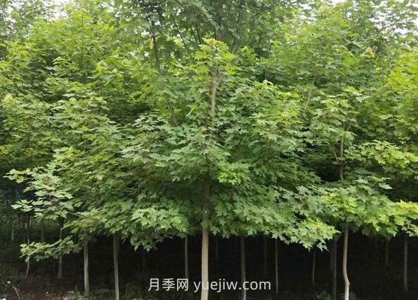 日本紅楓和美國(guó)紅楓哪個(gè)好，區(qū)別有什么？(圖1)