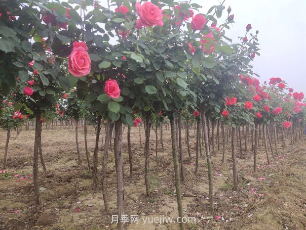 3公分獨(dú)桿月季價格多少錢？南陽基地批發(fā)供應(yīng)報價(圖2)