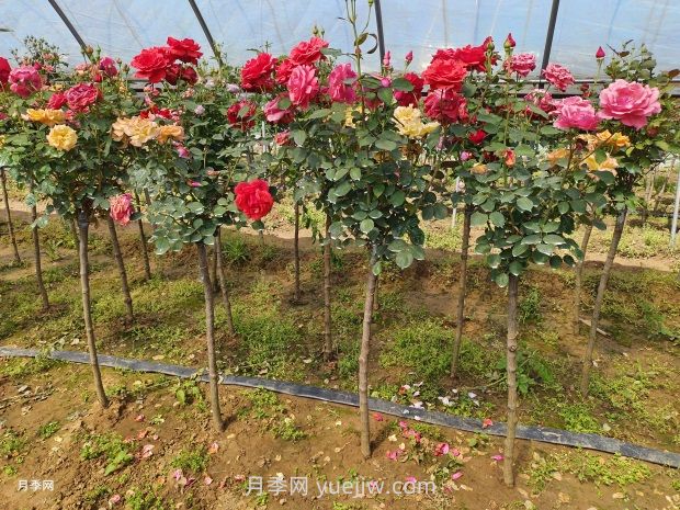3公分獨(dú)桿月季價格多少錢？南陽基地批發(fā)供應(yīng)報價(圖3)