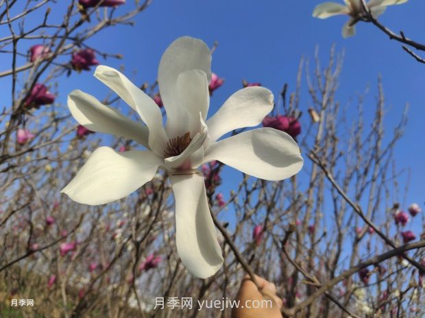 玉蘭花有什么顏色？帶你一起了解南陽玉蘭花(圖1)
