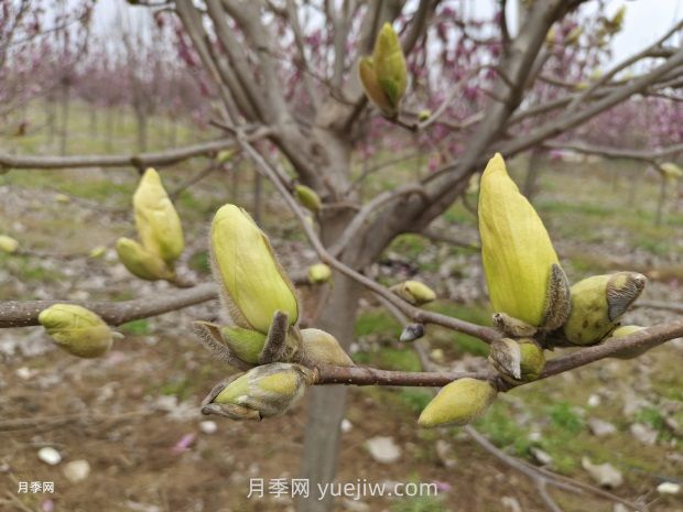 玉蘭花有什么顏色？帶你一起了解南陽玉蘭花(圖3)