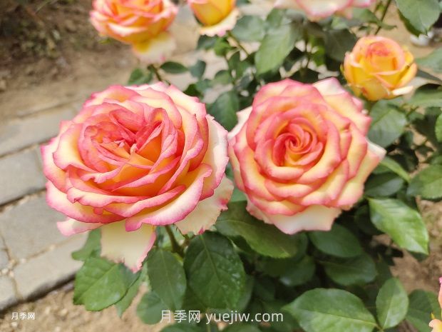 地栽山東月季花，現(xiàn)在施肥晚不晚？多用葉面肥效果更明顯(圖1)