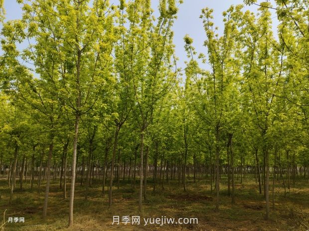 反季節(jié)移栽樹木的技術要點(圖1)