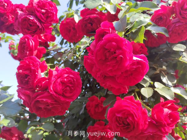 弗洛倫蒂娜月季，爆花健壯抗病耐寒正紅色爬藤王者(圖1)