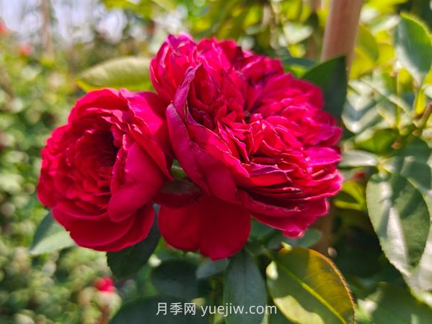 弗洛倫蒂娜月季，爆花健壯抗病耐寒正紅色爬藤王者(圖3)