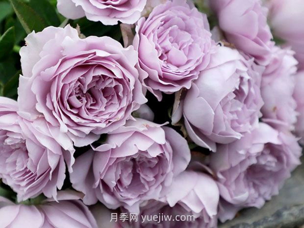 藍(lán)色陰雨月季，花開如瀑的藍(lán)紫色爬藤(圖2)