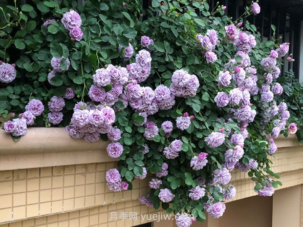 藍(lán)色陰雨月季，花開如瀑的藍(lán)紫色爬藤(圖3)
