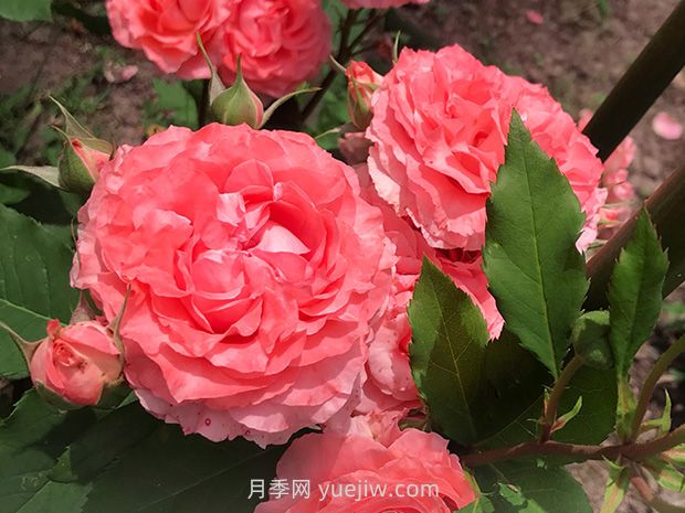 耐熱花期長濃香的珊瑚果凍月季的養(yǎng)護管理(圖1)