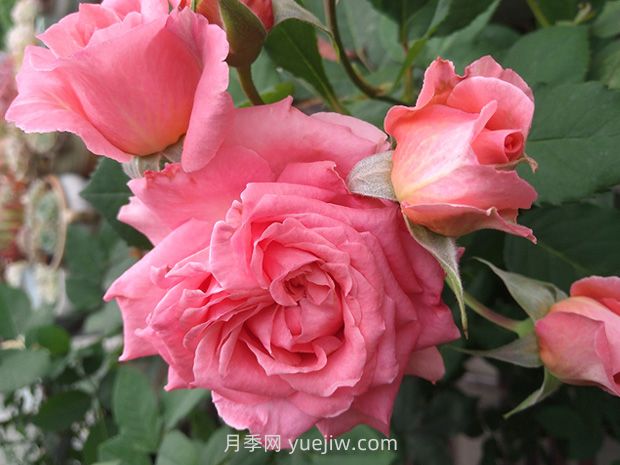 耐熱花期長濃香的珊瑚果凍月季的養(yǎng)護管理(圖2)