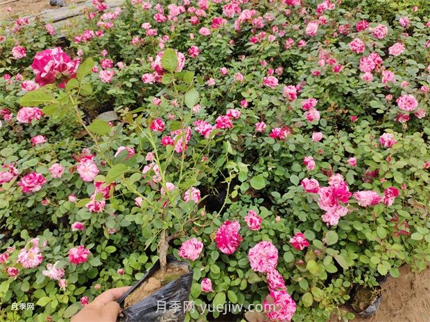 養(yǎng)月季要舍得施肥，多噴磷鉀肥，開花數(shù)量才會多(圖2)