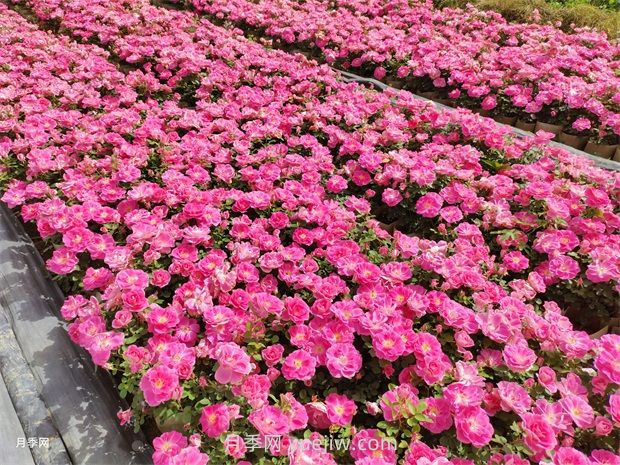 必知！地被植物的分類(圖1)