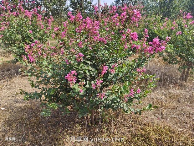 南方常見(jiàn)園林植物合集(圖3)