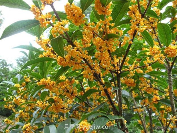 南方常見(jiàn)園林植物合集(圖1)