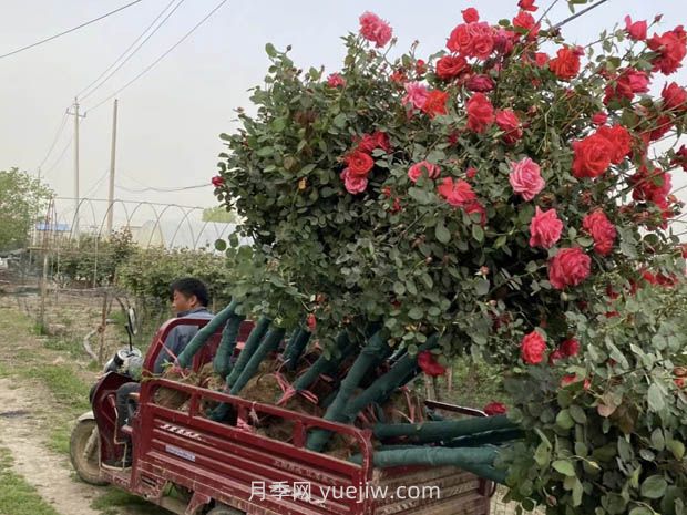 六月份園林養(yǎng)護技術(shù)要點(圖1)