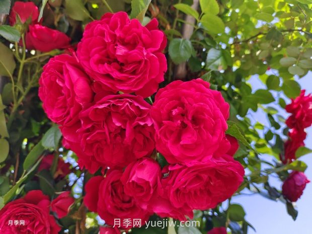 德國科德斯月季，品種匯集(圖1)
