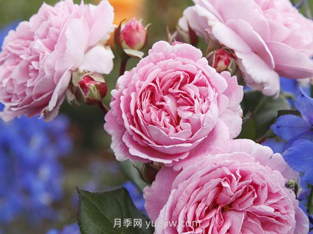 德國科德斯月季，品種匯集(圖10)