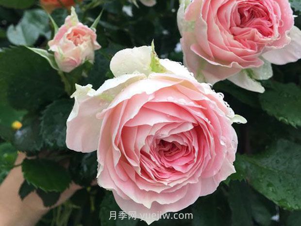 德國科德斯月季，品種匯集(圖11)