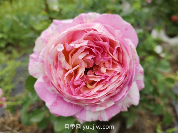 抗病豐花耐熱，兩廣能種的油畫色調(diào)克勞德莫奈月季(圖2)