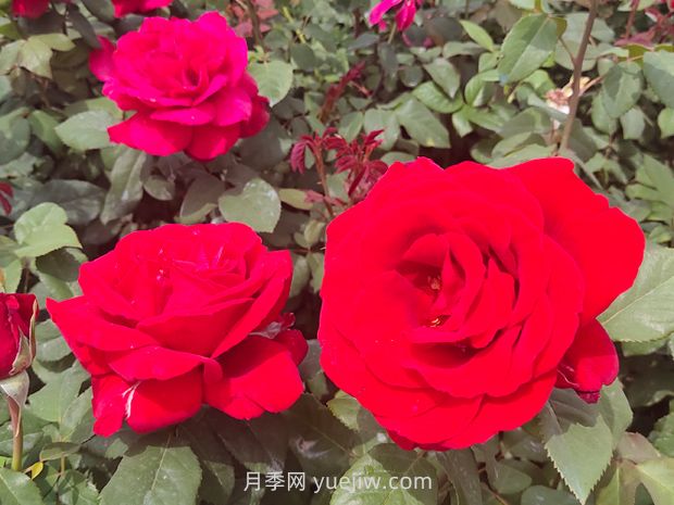 夏季什么草花比較好？推薦36種比較好種的花草植物(圖1)