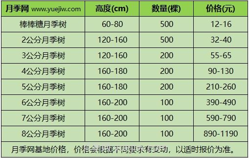 3公分月季樹多少錢？2024年樹狀月季新價格(圖1)