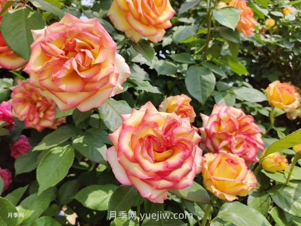 花開滿園，月季種植經驗分享(圖2)