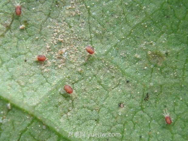 夏季月季高發(fā)的紅蜘蛛怎么有效預(yù)防？(圖1)