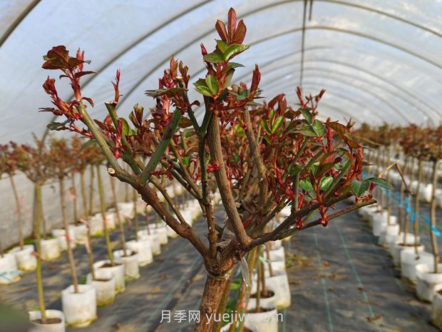 什么季節(jié)適合修剪月季花的枝條？(圖1)
