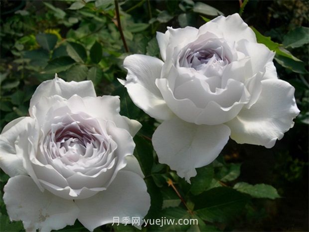 加百列大天使的優(yōu)缺點是什么？(圖1)