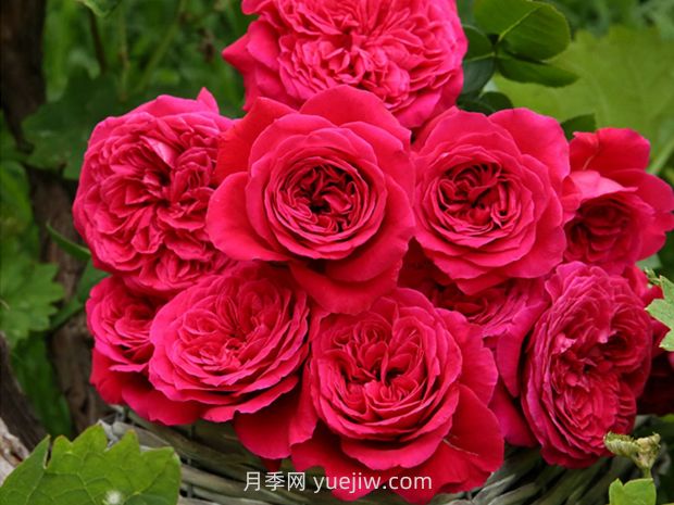 皇家胭脂月季的優(yōu)缺點(diǎn)是什么？(圖1)